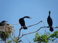 Cormorants on Swinburne Island. (Photo: Elizabeth Craig)